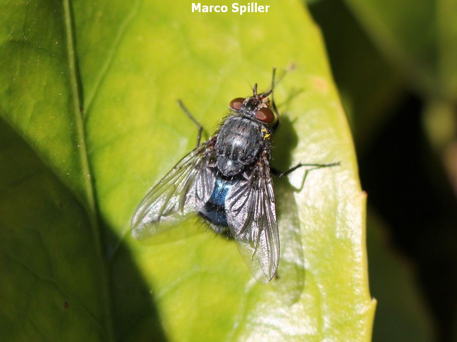 Calliphora vicina, maschio e femmina